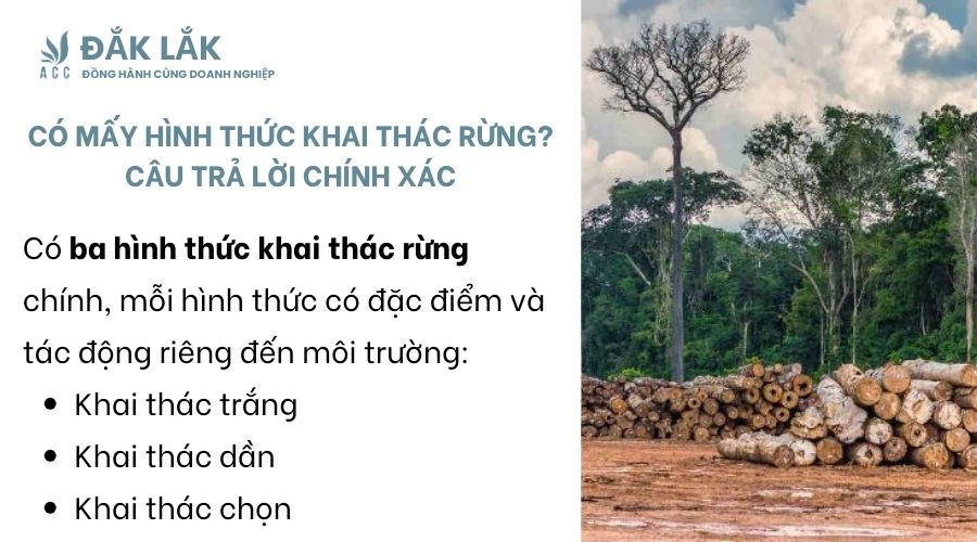 Có mấy hình thức khai thác rừng?