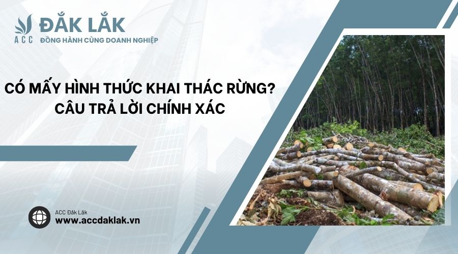 Có mấy hình thức khai thác rừng? Câu trả lời chính xác