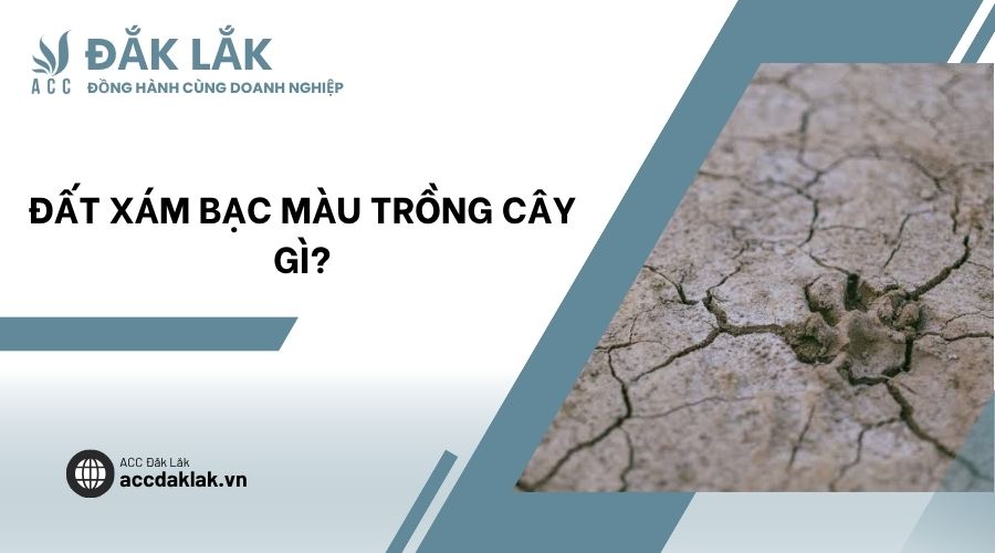 Đất xám bạc màu trồng cây gì?