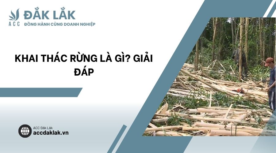 Khai thác rừng là gì? Giải đáp