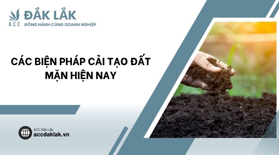 Các biện pháp cải tạo đất mặn hiện nay
