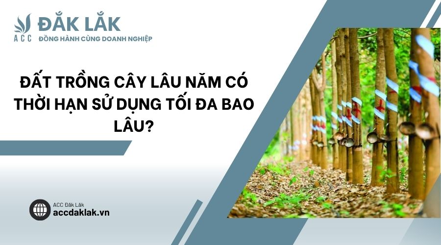Đất trồng cây lâu năm có thời hạn sử dụng tối đa bao lâu?