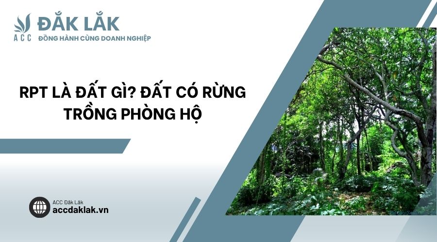 RPT là đất gì? Đất có rừng trồng phòng hộ